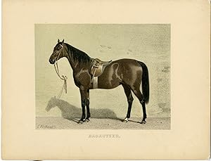 Rare Antique Print-RADAUTZER-HORSE BREED-Volkers-1880