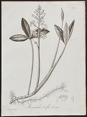Botanical - Menianthe