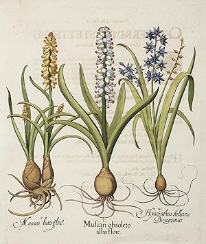 1. Muscari obsoleto alboflore