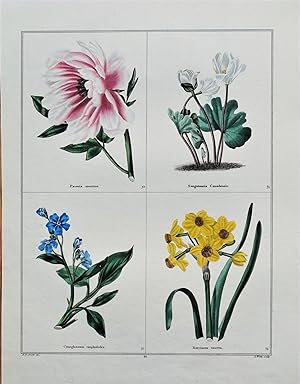 Antique Botanical Print FLOWERS,PAEONIA, NARCISSUS,Original Vintage Engraving 1831