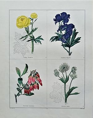 Antique Botanical Print GLOBE FLOWER, MONKSHOOD, Vintage engraving 1831