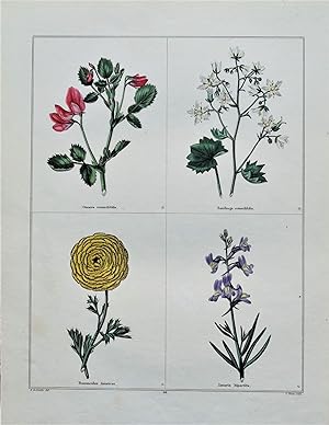 Antique Botanical Print LINARIA,RANUNCULUS Original Vintage Engraving 1831