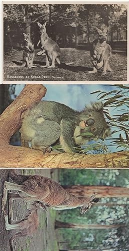 Kangaroos & Joey Koala Park Koalas Bear 3x Australian Postcard s