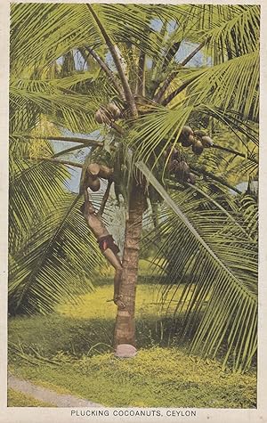 Ceylon Sri Lanka Boy Plucking Coconuts Palm Tree Indian Postcard