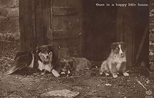 Family Of Collie Guard Dogs To Farm Barn Door Old RPC Postcard