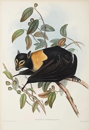 Pteropus Conspicillatus. Spectacled Vampire [Spectacled Flying Fox]