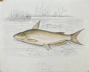 Cat fish Reduced August 30 1865