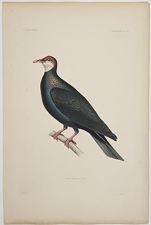 Columba castaneiceps. Peale. [Plate 25 from Atlas: Mammology and Ornithology].