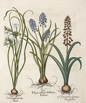 1. Hyacinthus stellatus Italicus.