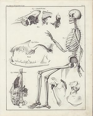 Schädelwirbel, Hundegebiss, das menschliche Skelett. -