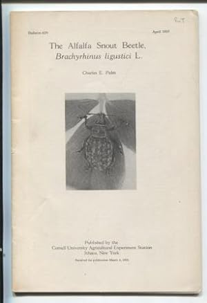The Alfalfa Snout Beetle, Brachyrhinus ligustici L.