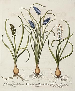 1. Hyacinthus Botryodies Major