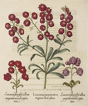 Leucoium Purpureumva, riegatum flore pleno.