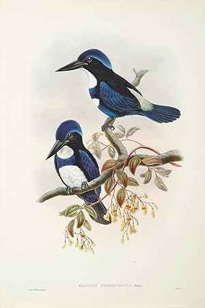 Halcyon nigrocyanea. Black and Blue Kingfisher.