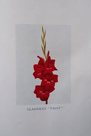The National Gladiolus Society Autumn Handbook for 1913