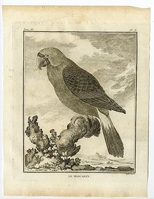 Antique Print-MASCARENE PARROT-MASCARINUS-PL. 5-de Seve-Buffon-Hulk-1775