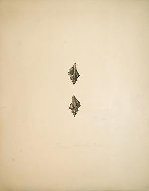 Shell Study 10