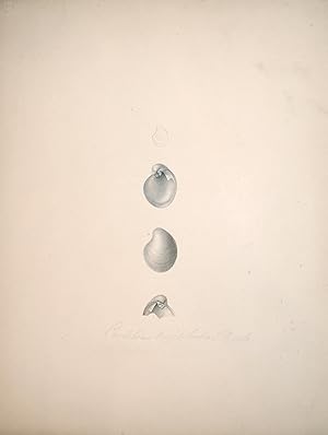 Shell Study 14