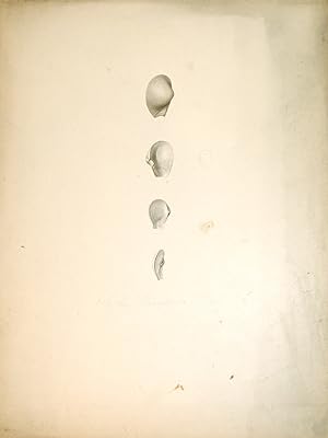 Shell Study 8