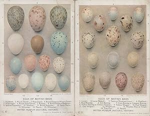 Eggs Of British Birds 2x Old British Museum Postcard s