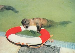 Help For Sick Seal With Lifebouy at Cornish Seal Sanctuary Postcard