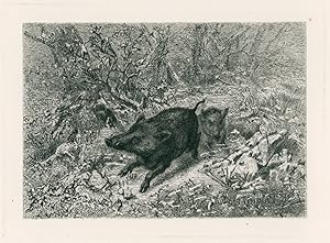 Wild Boar, from Eaux-Fortes Animaux & Paysages; Sanglier