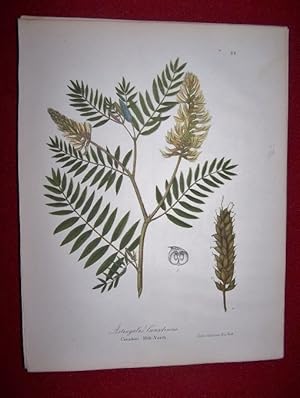 Astragalus Canadensis - Canadian Milk-Vetch