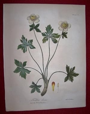 Trollius Laxus - American Globe Flower