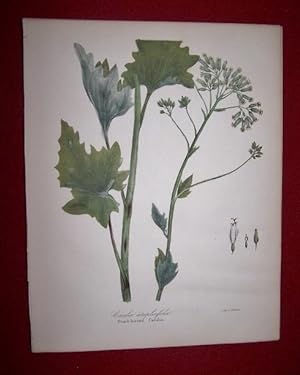 Cacalia Atriplicifolia - Orach-leaved Cacalia