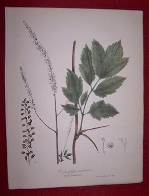 Cimicifuga Racemosa - Black-Snakeroot