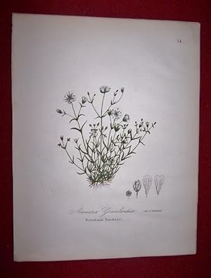 Arenaria Groenlandica - Greenland Sandwort