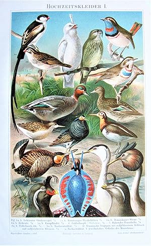 Antique Chromolithograph. Songbirds.