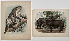 Rhinoceros Sumatrensis. Rhinopithecus Bieti. TWO ZOOLOGICAL LITHOGRAPHS.