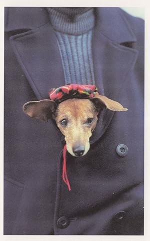 Dog In Owners Pocket New York Award USA Dogs Photo Postcard