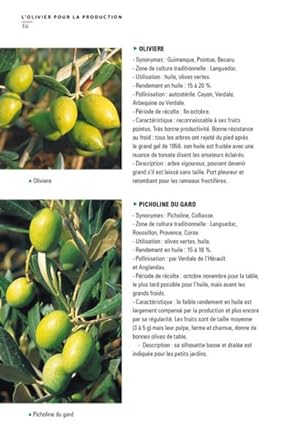 oliviers et figuiers ; en pot, au jardin et pour la production