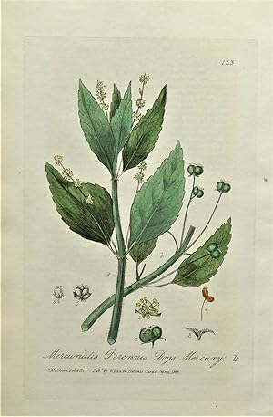 Antique Botanical Print MERCURIALIS PERENNIS Baxter Engraved Vintage Flower Print 1835