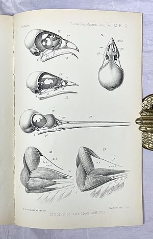 Studies of the Macrochires, Morphological and Otherwise, with the View of Indicating their Relati...