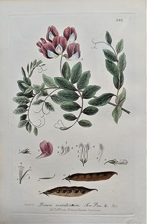 SEA PEA PISUM Baxter Antique Engraved Vintage Botanical Flower Print 1837