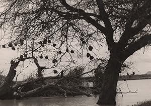 Bird Nests At Lake Helena Ethiopia Real Photo Vintage Postcard