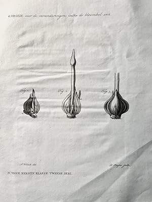 [Science, botany, flower bulb, 1829] Over de veranderingen, welke de bloembol staande deszelfs wa...