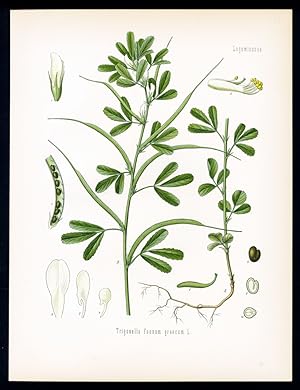 Hornklee, Bockshornklee, Siebengezeit - Fenugrec - Fenugreek. Trigonella Foenum graecum (faenum g...