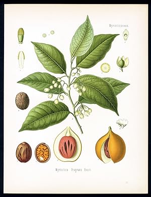 Muskatnuss - Nutmeg - Noix de muscade, Muscadier cultive. Myristica fragrans Houttuyn.