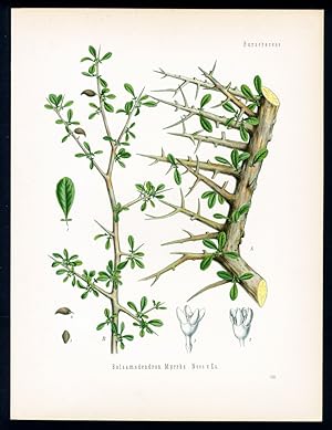 Myrrhe - Myrrhe - Myrrh. Didin, Didthin der Somalis. Balsamodendron Myrrha Nees v. Esenb.