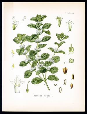 Andorn - Marrube blanc - Marrubium. Marrubium vulgare L.