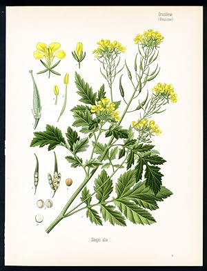 Weisser, gelber, englischer Senf, Gartensenf. Engl: White mustard. Franz.: Moutarde blanche, Mout...