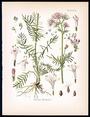 Gebräuchlicher Baldrian - Valerian - Valérian sauvage. Valeriana officinalis L.