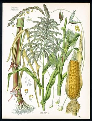 Mais, Welschkorn, türkischer Weizen; Kukuruz. Engl.: Corn, Indian Corn. Franz.: Mais. Zea Mais L.