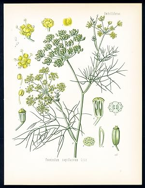 Fenchel - Fennel - Fenouil. Foeniculum capillaceum Gilib.