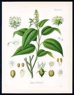 Purgir-Kroton - Graine de Tilly ou de Moluques - Croton. Croton Tiglium L.