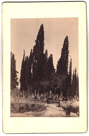 Fotografie unbekannter Fotograf, Ansicht Konstantinopel, Blick auf den Friedhof mit Ochenskarren